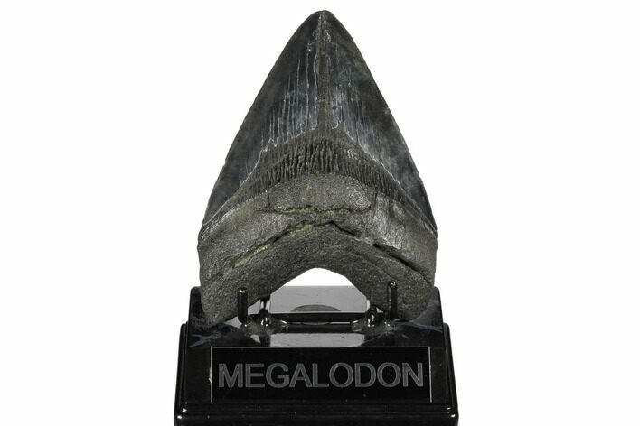 Fossil Megalodon Tooth - South Carolina #175965